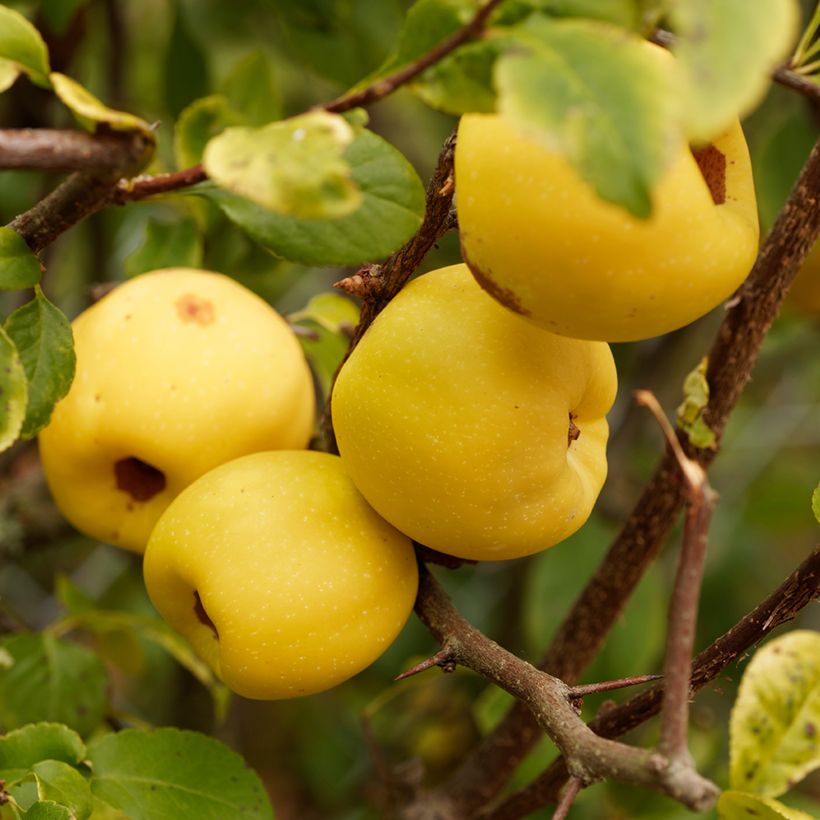 Chaenomeles cathayensis - Cognassier de Cathay (Récolte)
