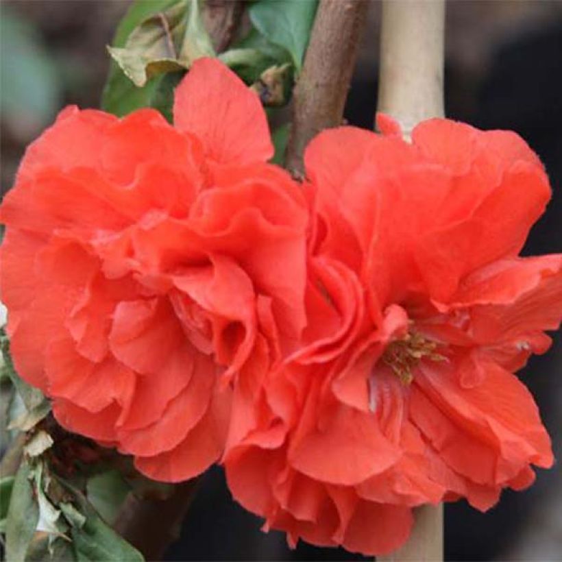Cognassier du Japon Orange Storm - Chaenomeles speciosa (Floraison)