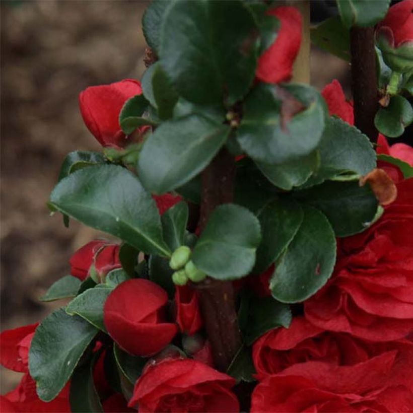 Cognassier du Japon - Chaenomeles speciosa Scarlet Storm (Feuillage)