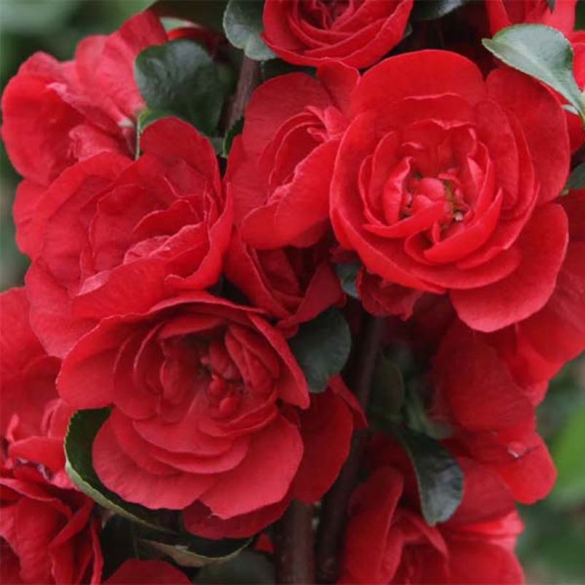 Cognassier du Japon - Chaenomeles speciosa Scarlet Storm (Floraison)
