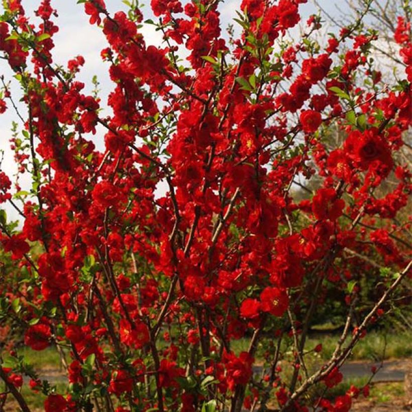 Cognassier du Japon - Chaenomeles speciosa Scarlet Storm (Port)
