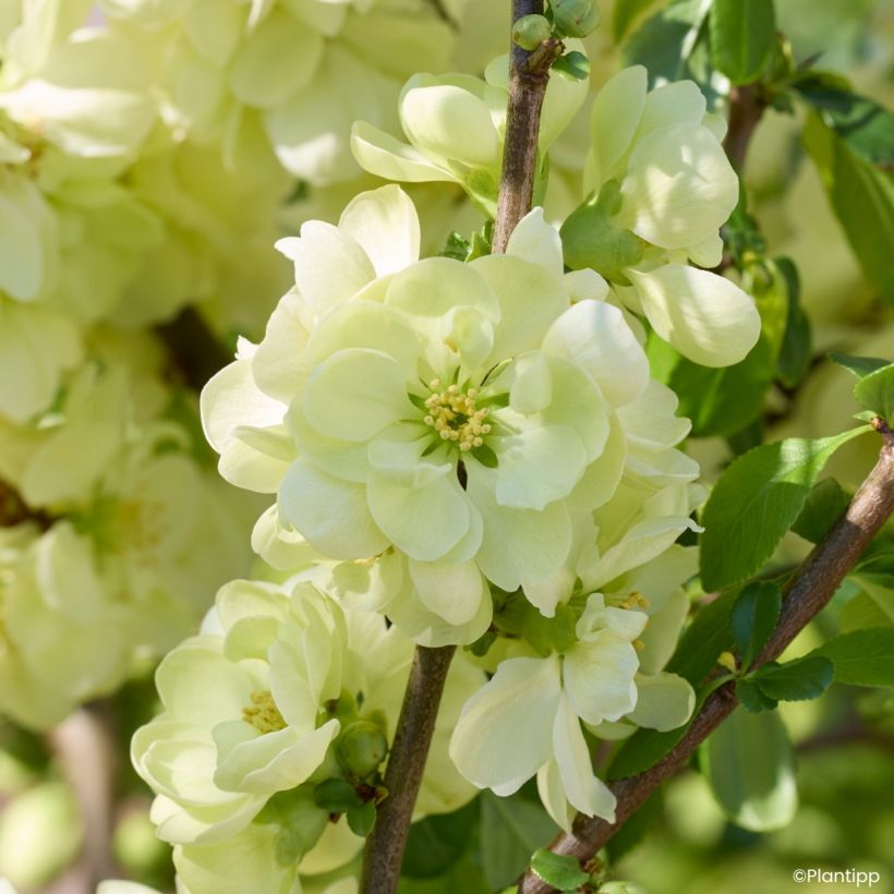 Cognassier du Japon - Chaenomeles speciosa Lemon Sorbet (Floraison)