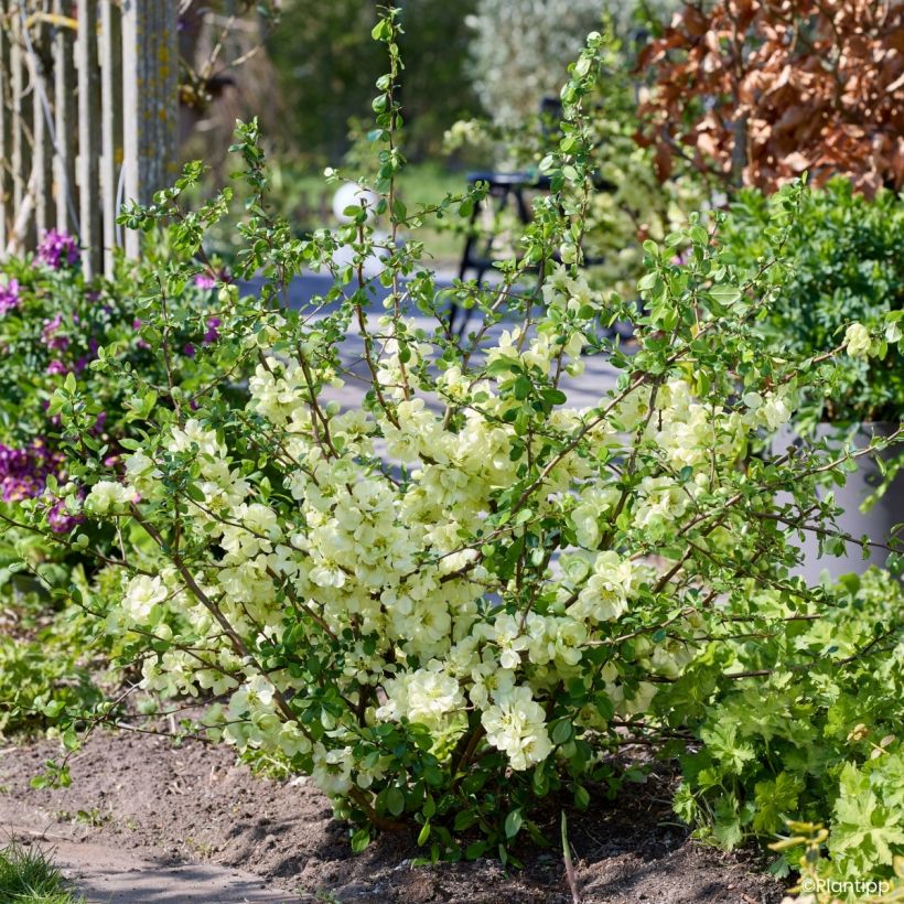 Cognassier du Japon - Chaenomeles speciosa Lemon Sorbet (Port)