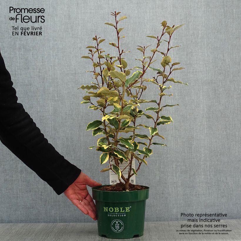 Spécimen de Elaeagnus x ebbingei Viveleg - Chalef Pot de 3L/4L tel que livré en hiver