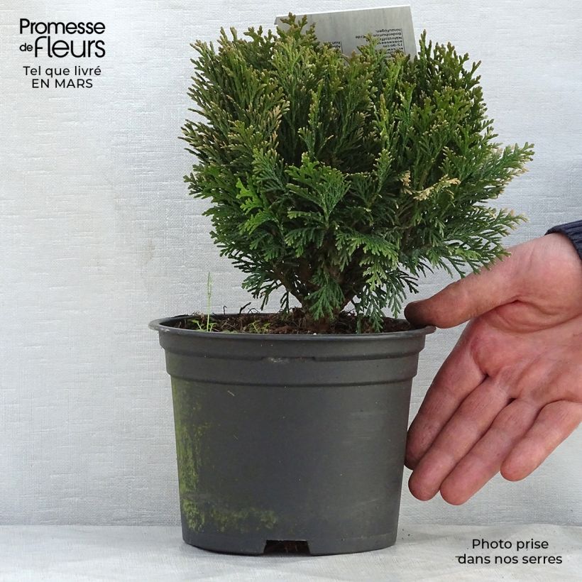 Chamaecyparis lawsoniana Minima Glauca - Lawson Cypress 2L/3L pot sample as delivered in spring