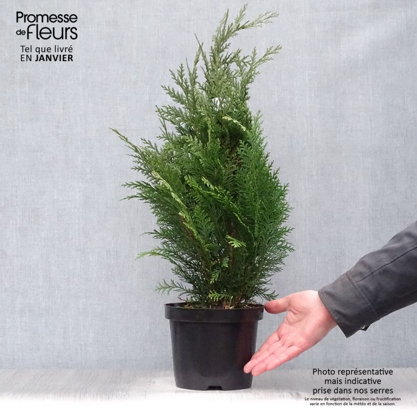 Spécimen de Chamaecyparis lawsoniana Alumii - Cyprès de Lawson Pot de 3L/4L tel que livré en hiver