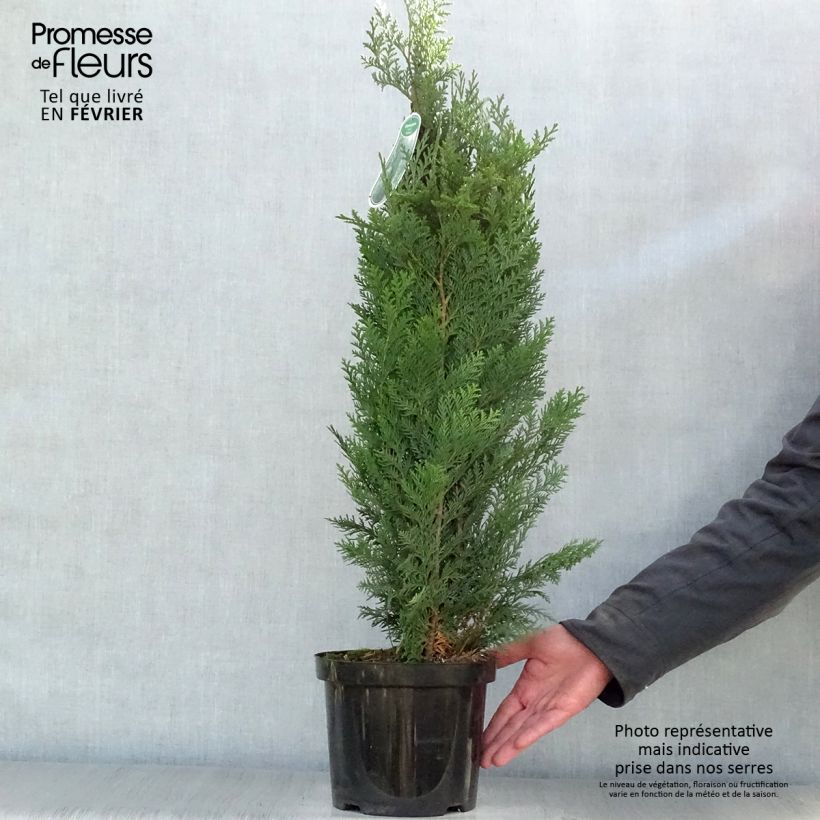 Spécimen de Chamaecyparis lawsoniana Columnaris - Cyprès de Lawson Pot de 4L/5L tel que livré en hiver