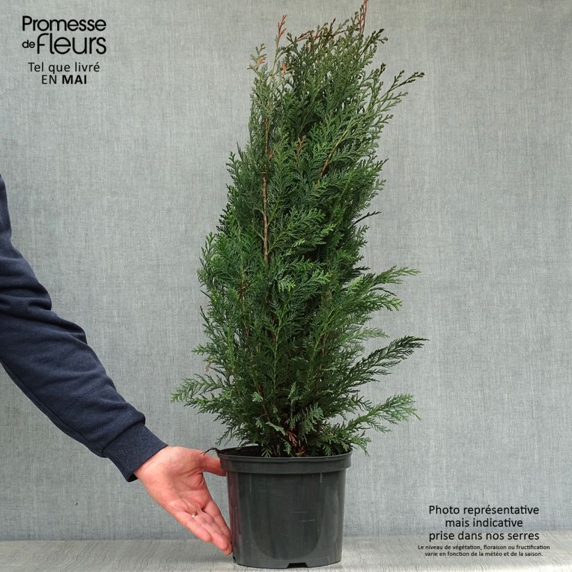 Spécimen de Chamaecyparis lawsoniana Columnaris - Cyprès de Lawson Pot de 4L/5L tel que livré au printemps
