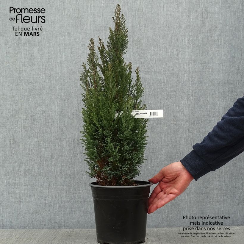 Spécimen de Chamaecyparis lawsoniana Elwoodii - Cyprès de Lawson  Pot de 4L/5L tel que livré en hiver
