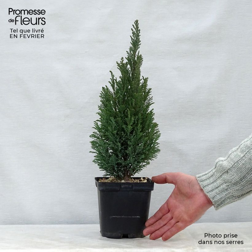 Spécimen de Chamaecyparis lawsoniana Elwoodii - Cyprès de Lawson  Pot de 2L/3L tel que livré en hiver