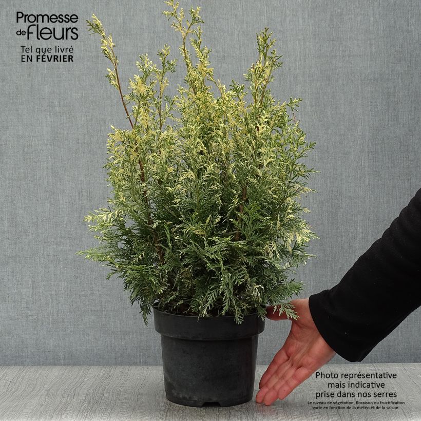Spécimen de Chamaecyparis lawsoniana Pearly Swirls - Cyprès de Lawson Pot de 2L/3L tel que livré en hiver