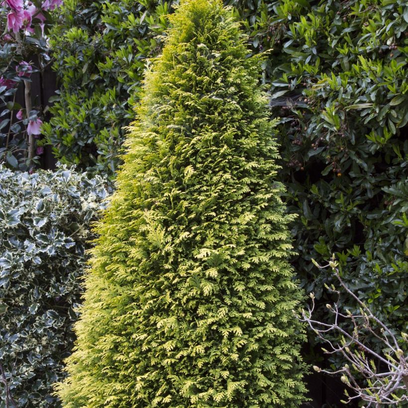 Cyprès de Lawson - Chamaecyparis lawsoniana Stardust (Port)