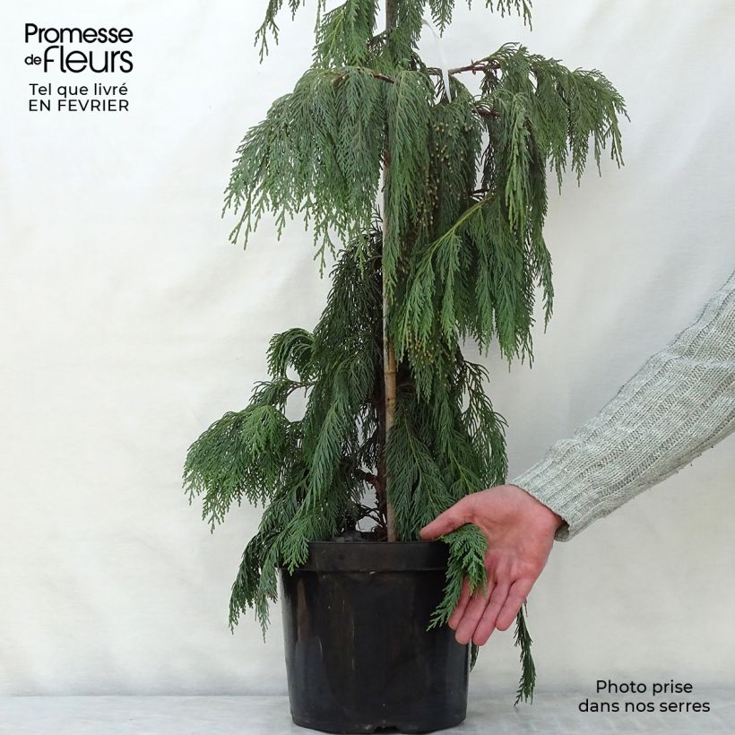 Spécimen de Chamaecyparis nootkatensis Pendula - Cyprès de Nootka pleureur Pot de 7,5L/10L tel que livré en hiver
