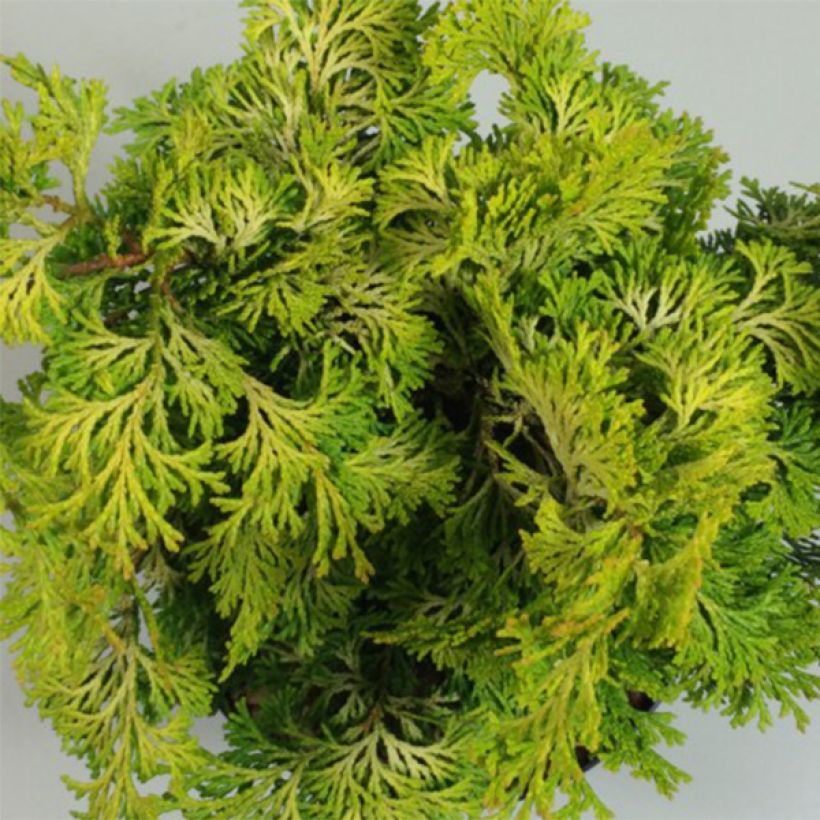 Chamaecyparis obtusa Aurea - Faux cyprès hinoki du Japon (Feuillage)