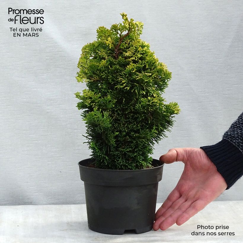 Spécimen de Chamaecyparis obtusa Aurora - Faux cyprès hinoki du Japon nain Pot de 2L/3L tel que livré en hiver