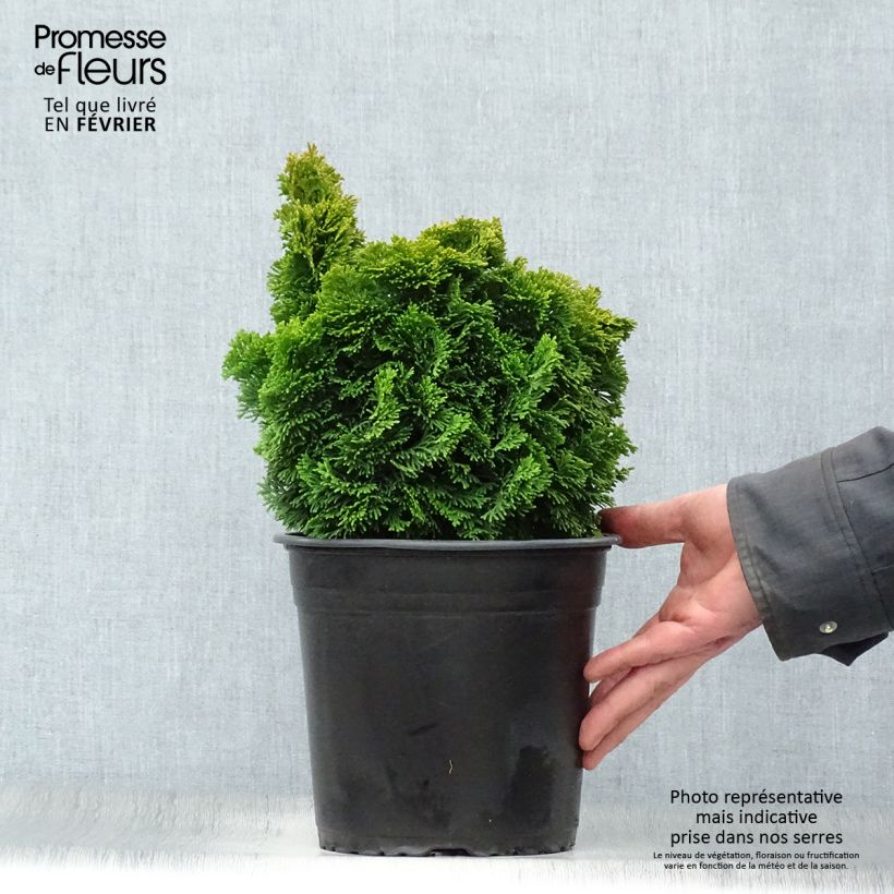 Spécimen de Chamaecyparis obtusa Aurora - Faux cyprès hinoki du Japon nain Pot de 4L/5L tel que livré en hiver