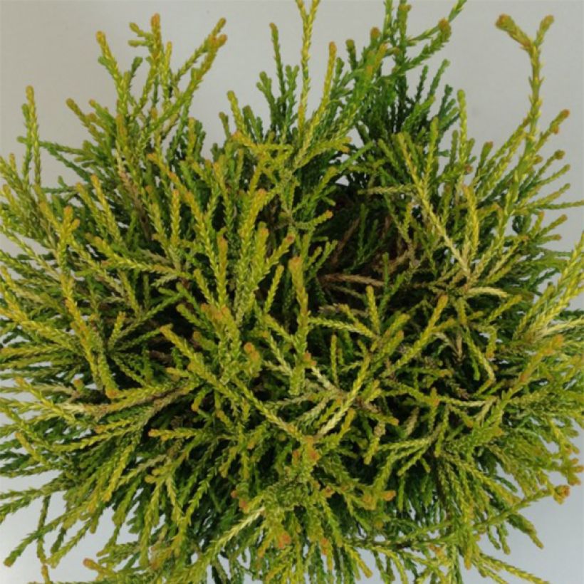 Chamaecyparis obtusa Gitte - Faux cyprès hinoki du Japon nain (Feuillage)