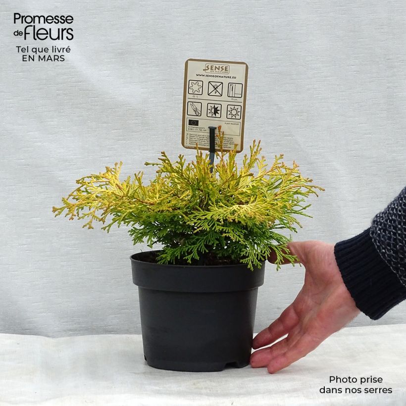 Spécimen de Chamaecyparis obtusa Kamarachiba - Faux cyprès hinoki du Japon                Pot de 2L/3L tel que livré au printemps