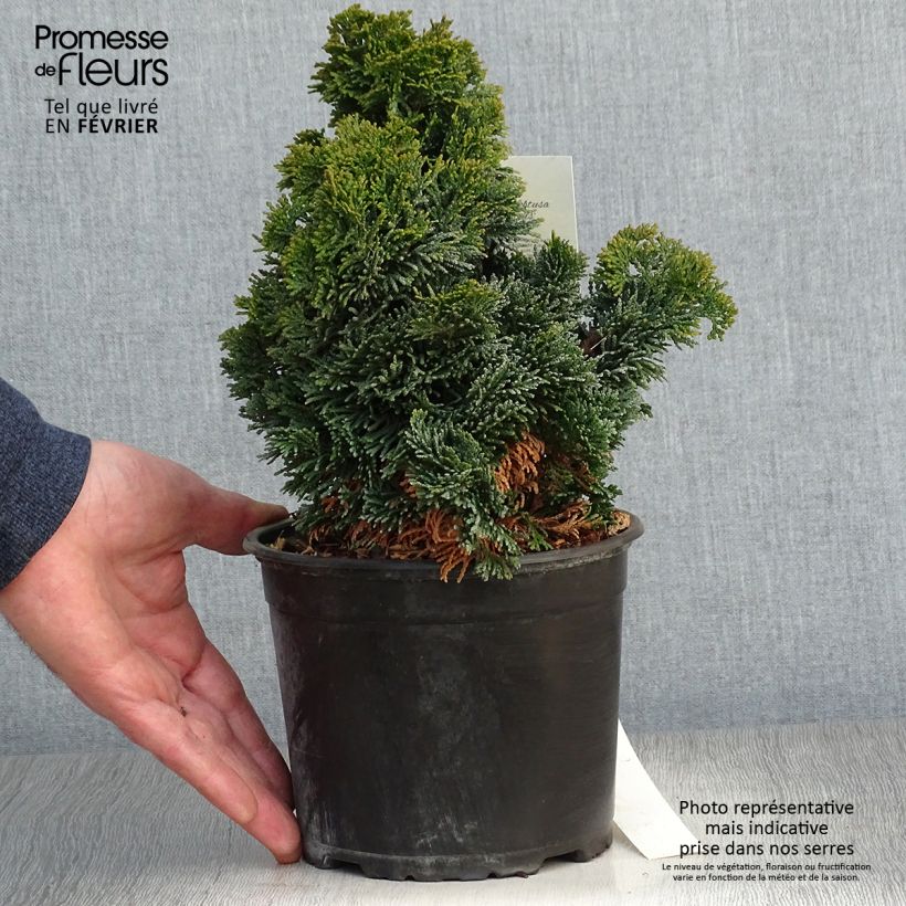 Spécimen de Chamaecyparis obtusa Nana Gracilis - Faux cyprès du Japon               Pot de 2L/3L tel que livré en hiver