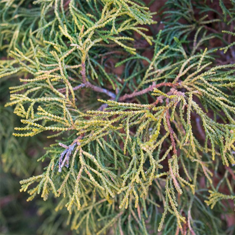 Faux cyprès du Japon - Chamaecyparis obtusa Tsatsumi Gold (Feuillage)