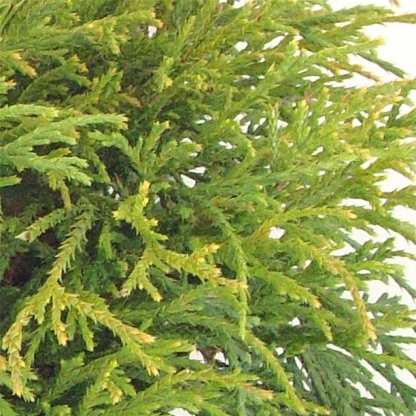 Chamaecyparis pisifera Filifera Nana - Cyprès Sawara             (Feuillage)