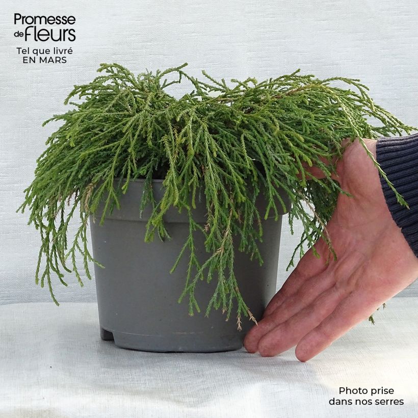 Spécimen de Chamaecyparis pisifera Filifera Nana - Cyprès Sawara             Pot de 2L/3L tel que livré au printemps