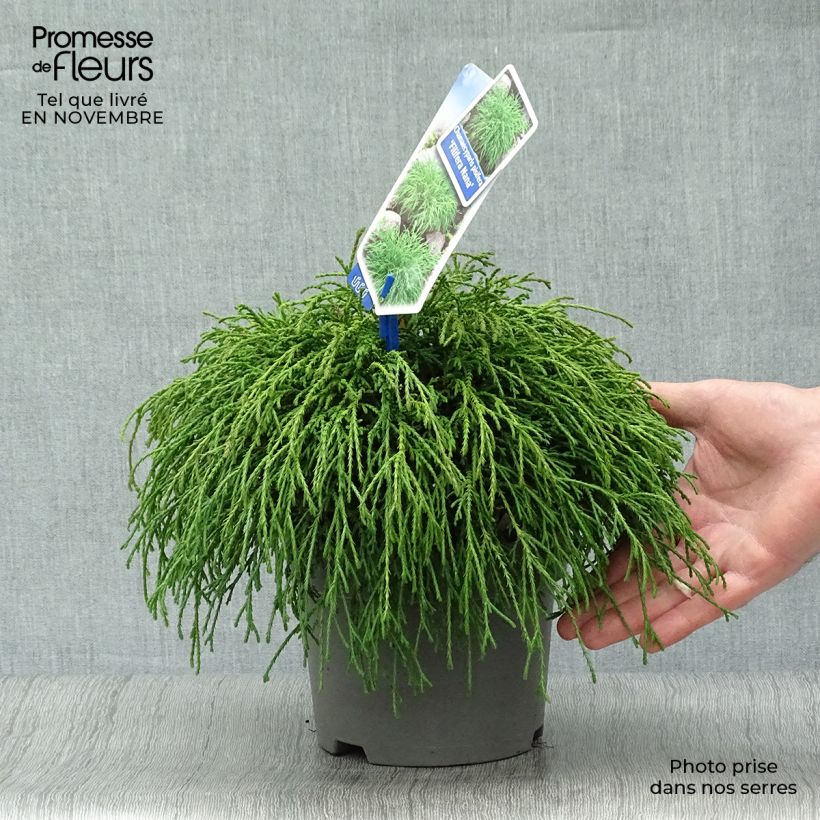 Spécimen de Chamaecyparis pisifera Filifera Nana - Cyprès Sawara             Pot de 2L/3L tel que livré en automne