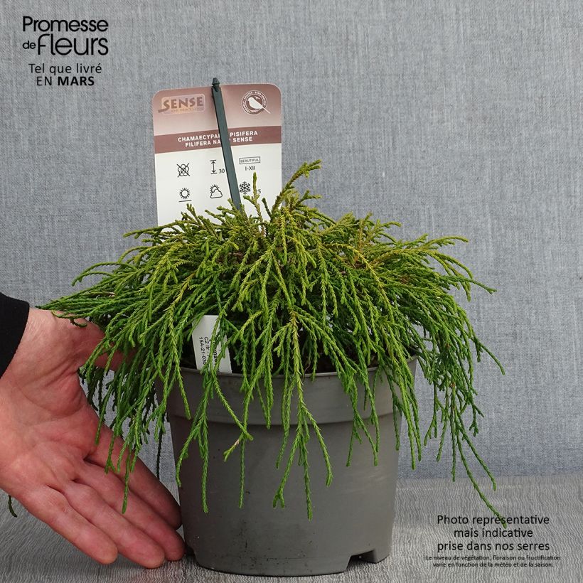 Spécimen de Chamaecyparis pisifera Filifera Nana - Cyprès Sawara             Pot de 2L/3L tel que livré en hiver