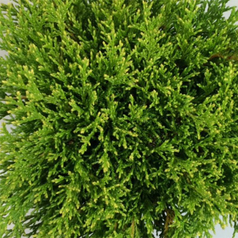 Chamaecyparis pisifera Filip's Happy Day - Cyprès Sawara (Feuillage)