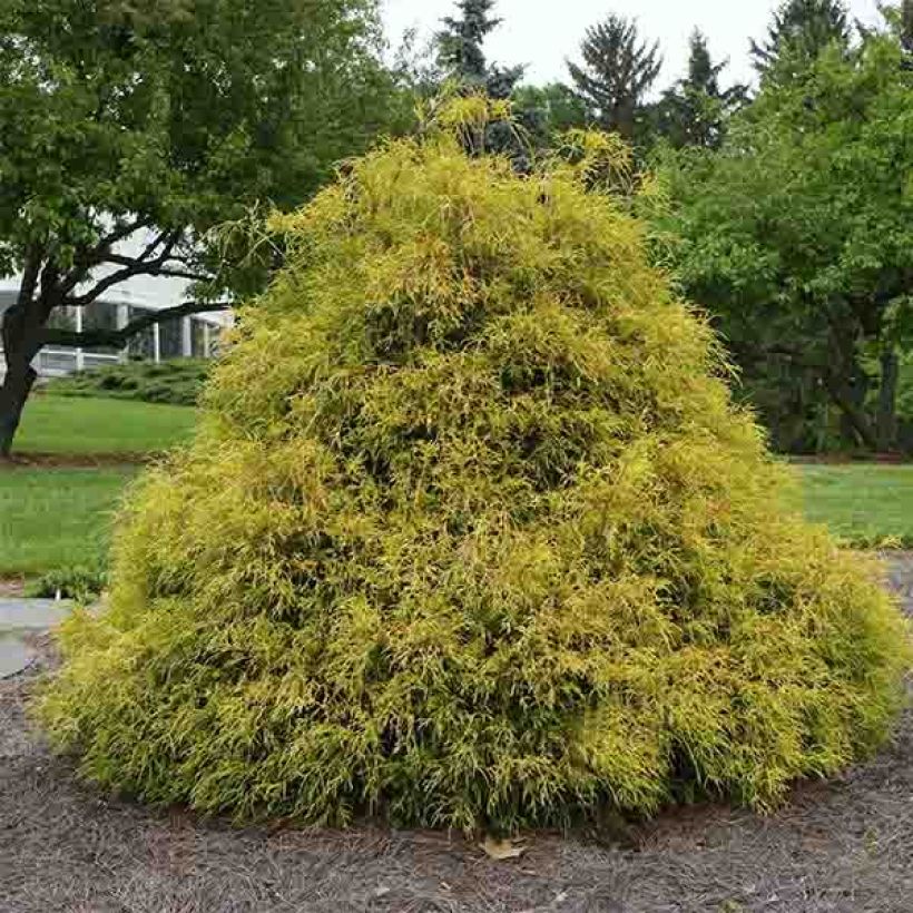 Cyprès Sawara - Chamaecyparis pisifera Golden Mop                (Port)
