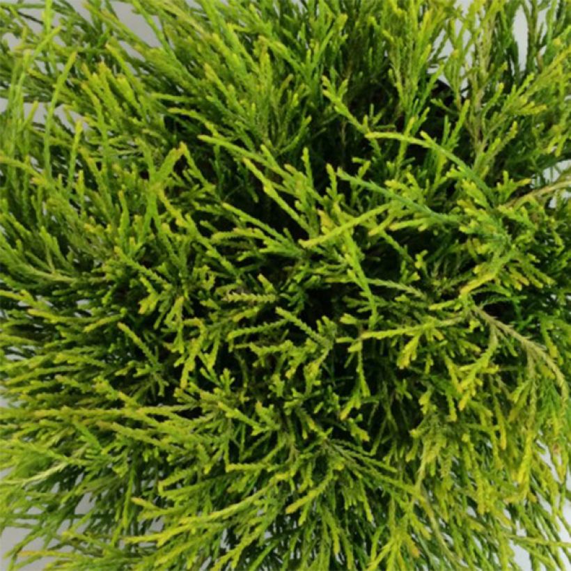 Chamaecyparis pisifera Kaatje - Cyprès Sawara (Feuillage)