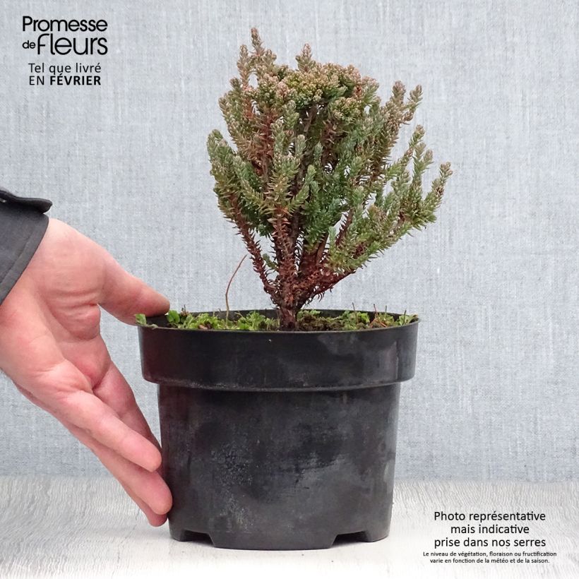 Spécimen de Chamaecyparis thyoides Blue Rock Pot de 2L/3L tel que livré en hiver