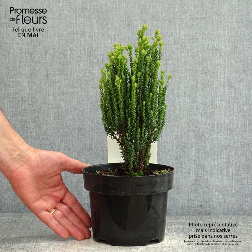 Spécimen de Chamaecyparis thyoides Blue Rock Pot de 2L/3L tel que livré au printemps