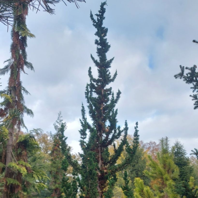 Chamaecyparis lawsoniana Wissel's Saguaro - Cyprès de Lawson (Port)
