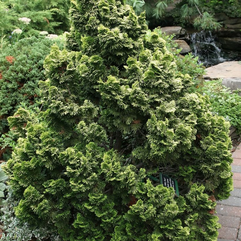 Cyprès hinoki du Japon - Chamaecyparis obtusa Nana Aurea (Port)