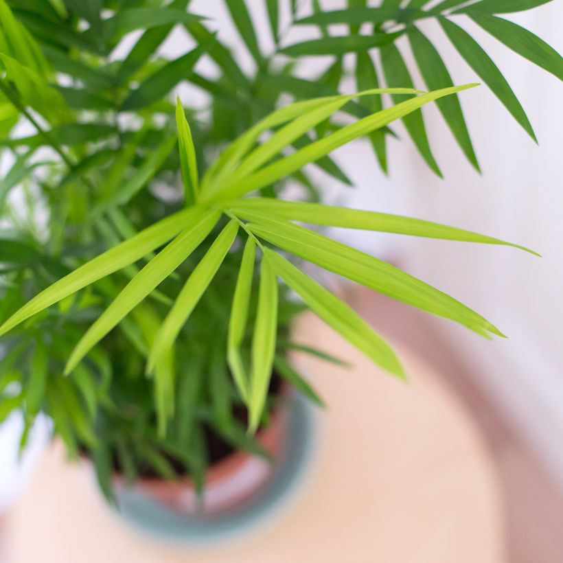 Chamaedorea elegans - Palmier nain d'appartement (Feuillage)