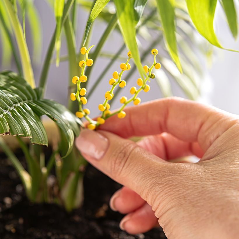 Chamaedorea elegans - Palmier nain d'appartement (Floraison)