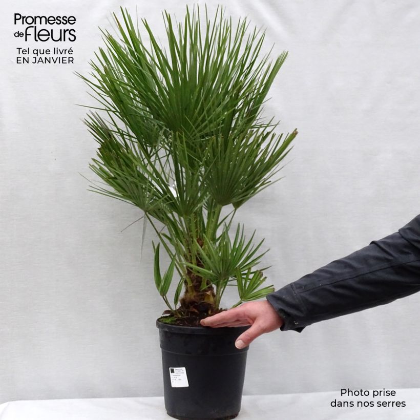 Spécimen de Chamaerops humilis - Palmier nain Pot de 6L/7L tel que livré en hiver