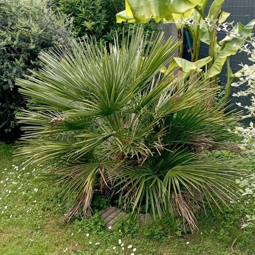 Chamaerops humilis Compacta - Palmier nain (Port)
