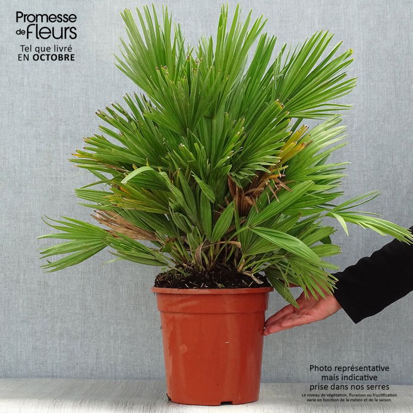 Spécimen de Chamaerops humilis Compacta - Palmier nain Pot de 6L/7L tel que livré en automne