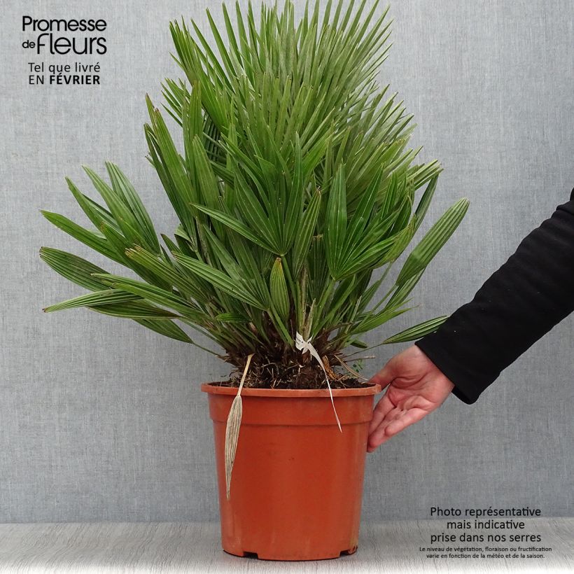 Spécimen de Chamaerops humilis Compacta - Palmier nain Pot de 6L/7L tel que livré en hiver
