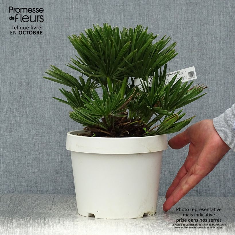 Spécimen de Chamaerops humilis Compacta - Palmier nain Pot de 2L/3L tel que livré en automne