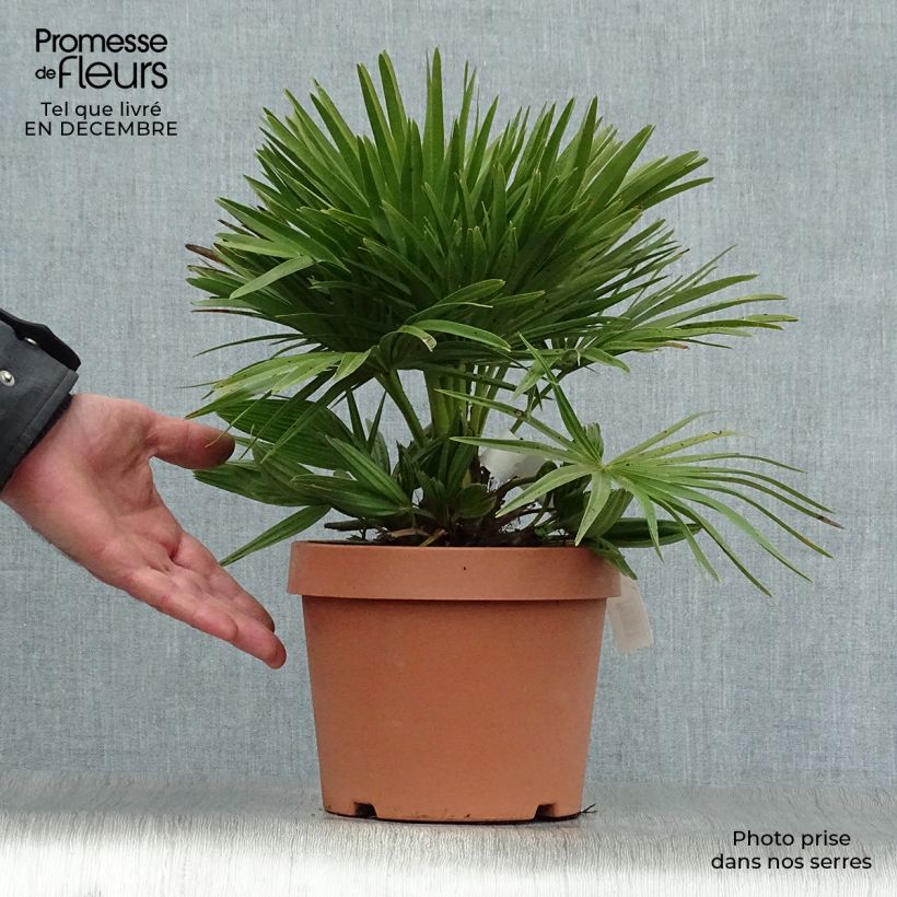 Spécimen de Chamaerops humilis Compacta - Palmier nain Pot de 2L/3L tel que livré en hiver
