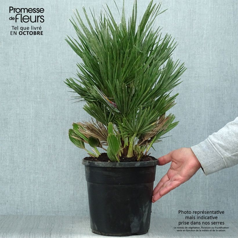 Spécimen de Chamaerops humilis Compacta - Palmier nain Pot de 4L/5L tel que livré en automne