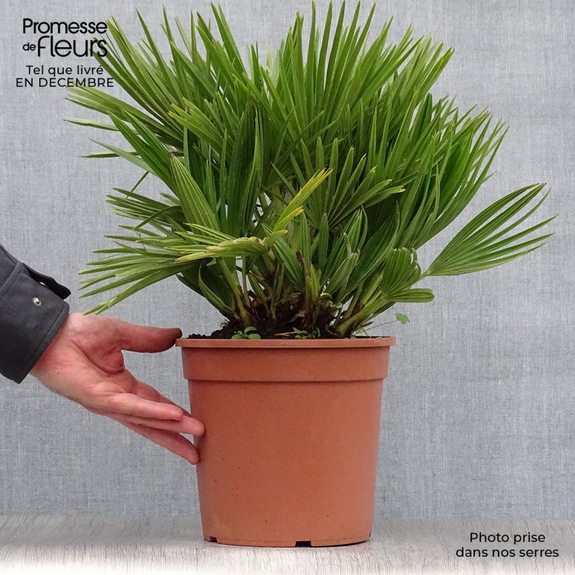 Spécimen de Chamaerops humilis Compacta - Palmier nain Pot de 4L/5L tel que livré en hiver