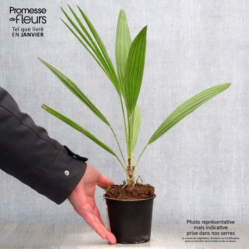 Spécimen de Chamaerops humilis - Palmier nain Pot de 12 cm / 13 cm tel que livré en hiver