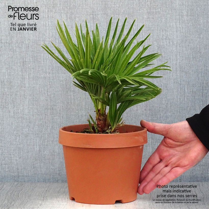Spécimen de Chamaerops humilis Vulcano - Palmier nain Pot de 2L/3L tel que livré en hiver