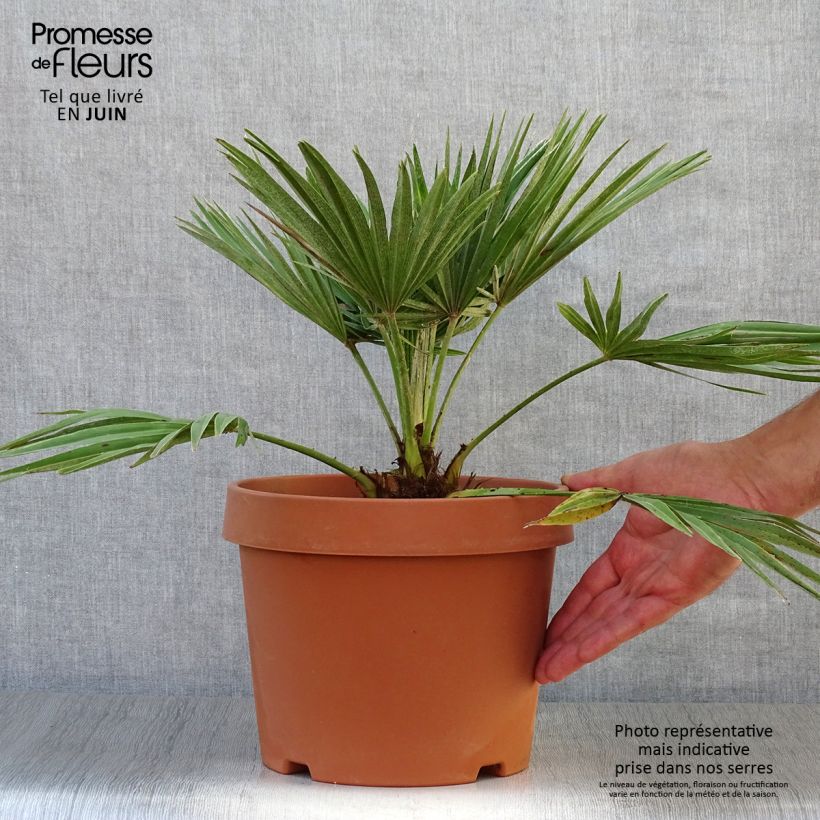 Spécimen de Chamaerops humilis Vulcano - Palmier nain Pot de 4L/5L tel que livré en été