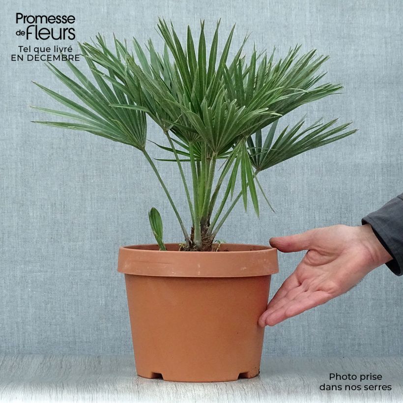 Spécimen de Chamaerops humilis Vulcano - Palmier nain Pot de 4L/5L tel que livré en hiver
