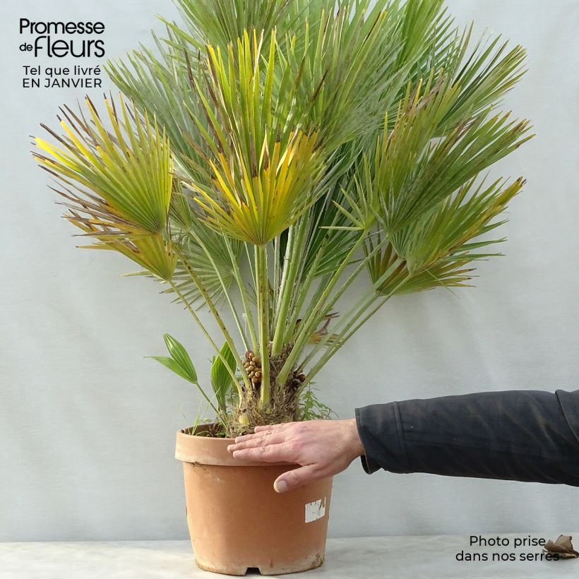 Spécimen de Chamaerops humilis Vulcano - Palmier nain Pot de 6L/7L tel que livré en hiver